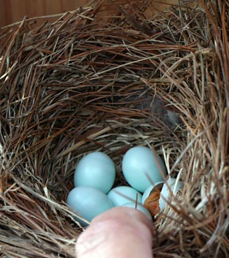 Waupaca Bird Watching at Crystal River Inn