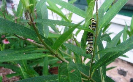 Monarch caterpillar eating swamp milkweed.