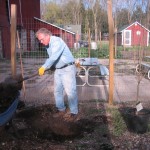Robert digging a hole  Toka Plum.