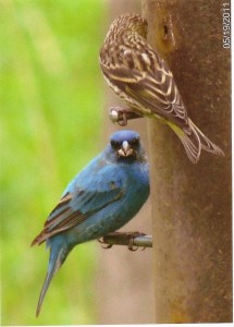 Indigo Bunting at our feeder