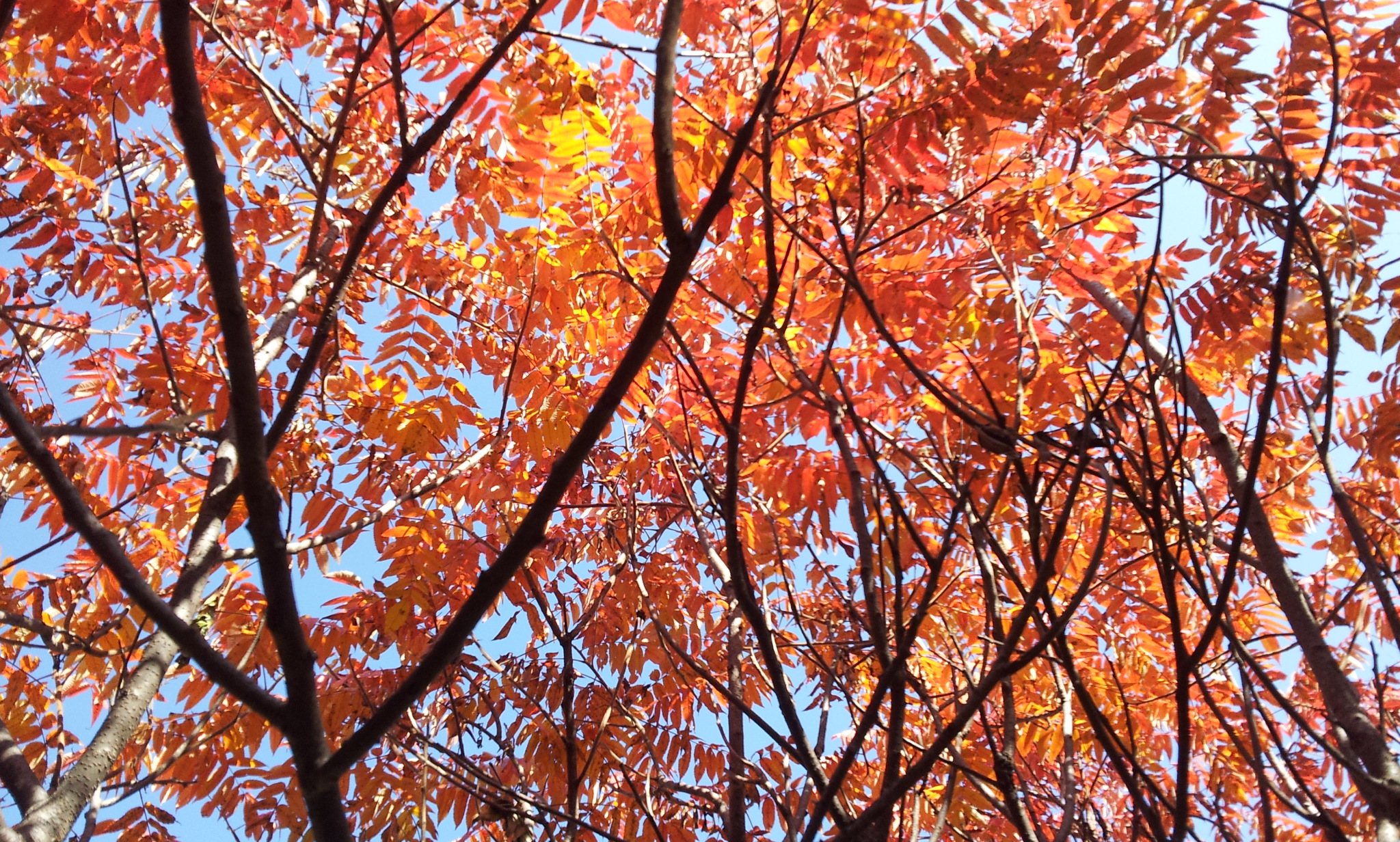 Sumac's Amazing Fall Colors Crystal River Inn